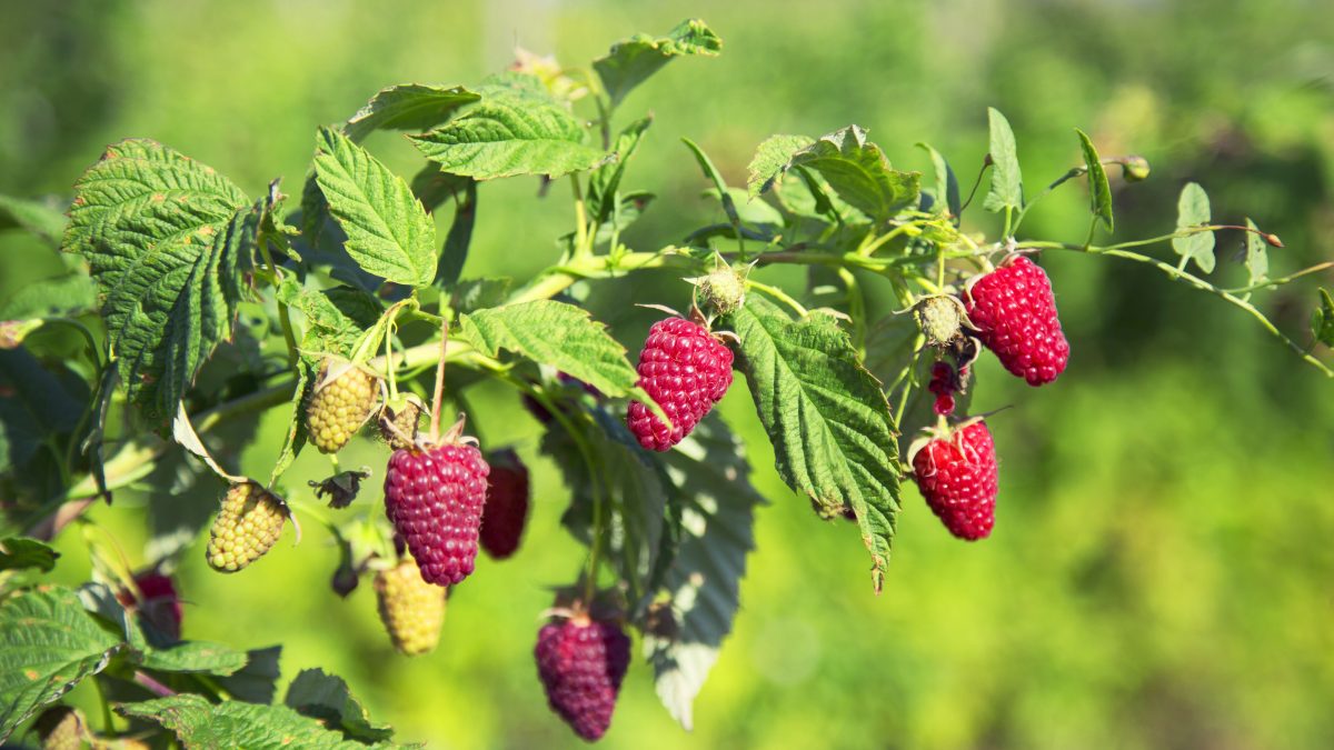 Eating the Way Nature Intended